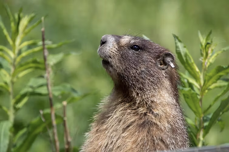 Wild Animals Can Experience Trauma And Adversity Too − As Ecologists